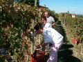 Icon of Vendemmia_05