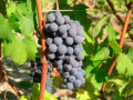 Icon of Uva_01