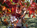 Icon of Vendemmia_01